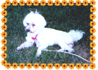 daisyw.jpg